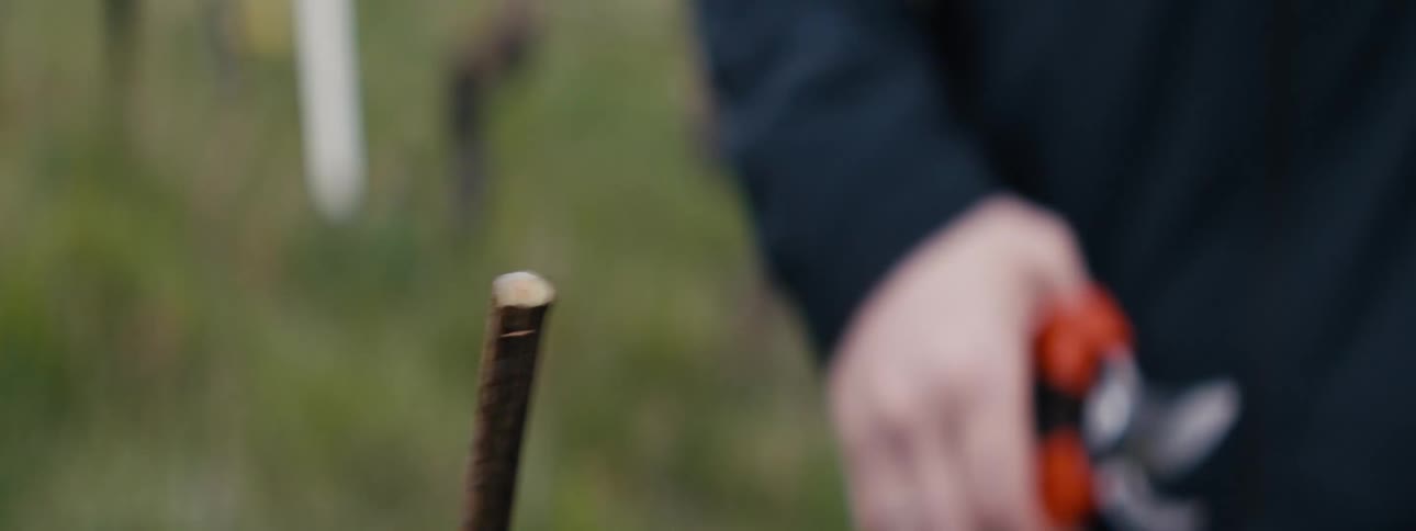 Closeup of a hand cutting a branch with pruning shears outdoors
