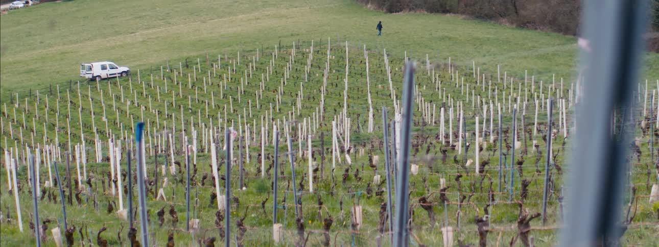 A figure walks away on a grassy hill overlooking a vineyard with short vines and protective white casings on the stakes