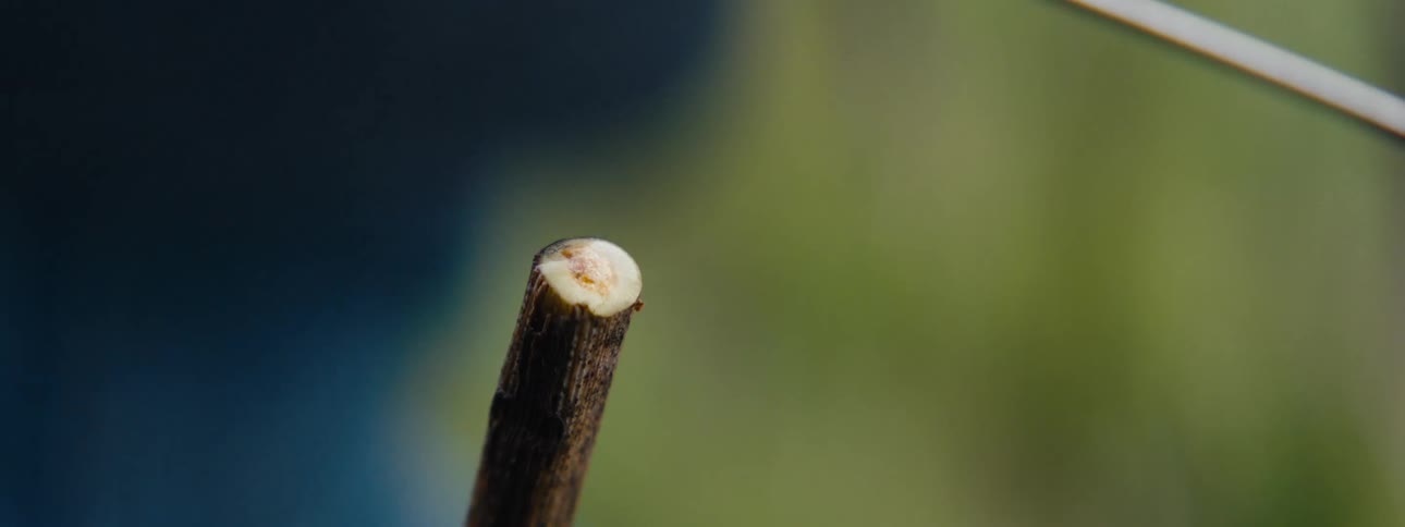 The person uses a clipper to trim a branch