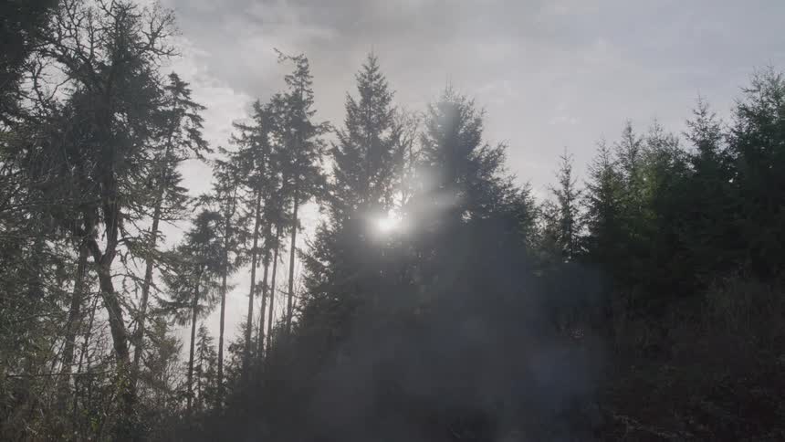 Sunlight filters through the tall treetops amid the mist