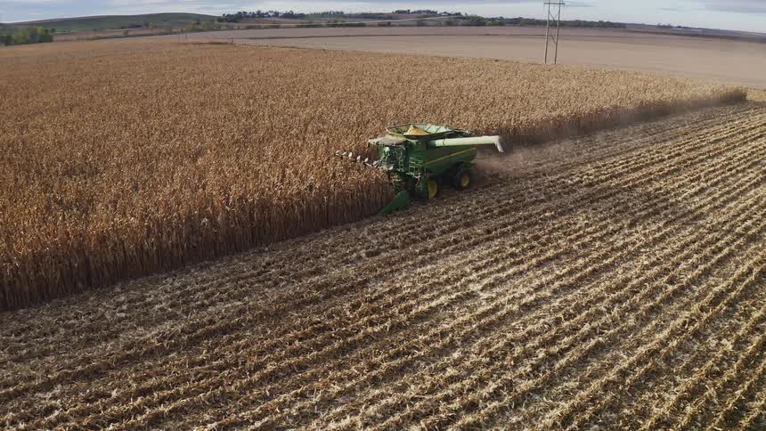 Green combine harvester gathers corn in a wide field with cut rows and landscape in the background