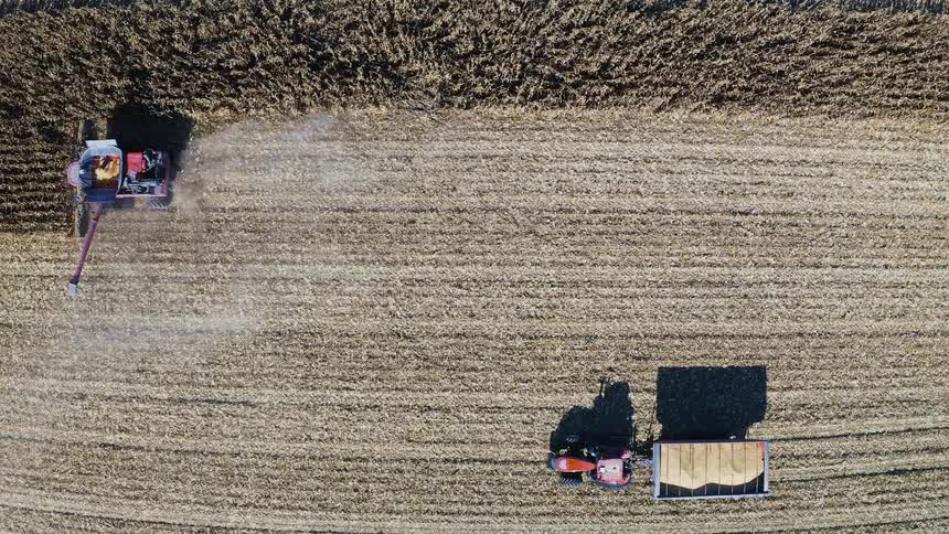 Aerial of a farm vehicle harvesting and clearing farm crops on a field during daytime