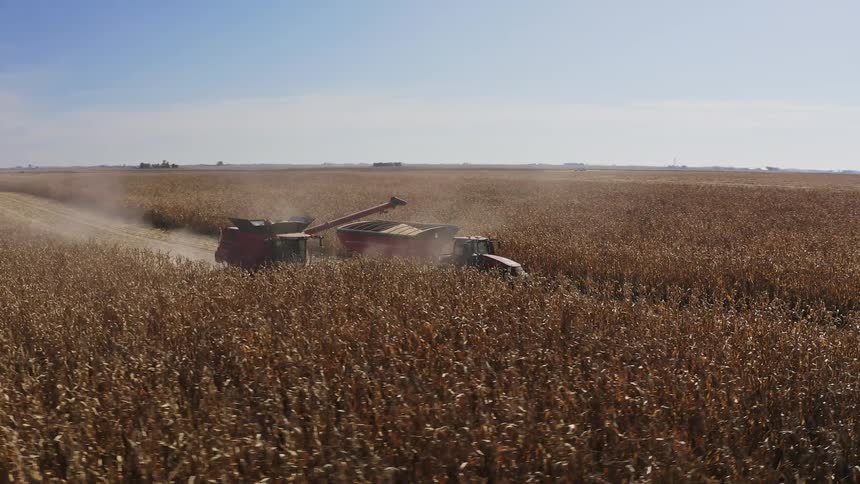 Red combine harvester harvests corn in a wide field under clear sky at sunset