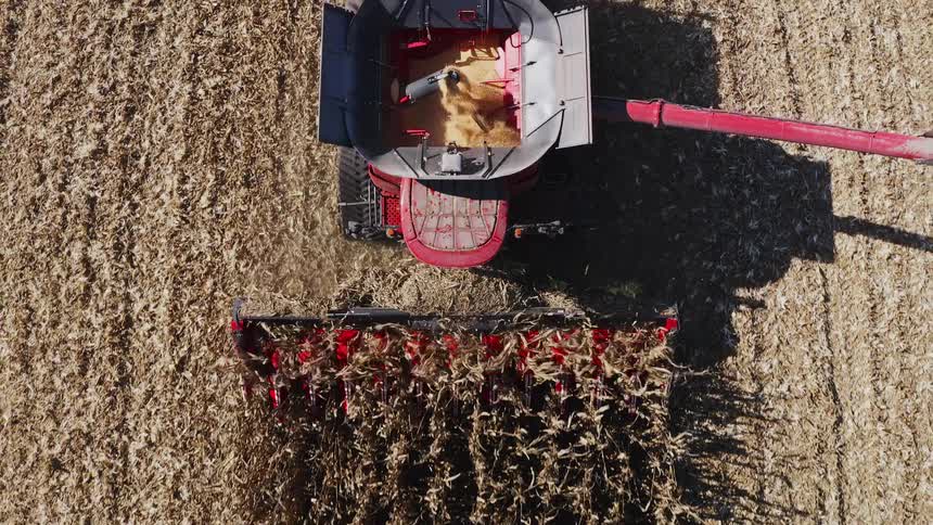 The grain fills the tractor harvesting the crops