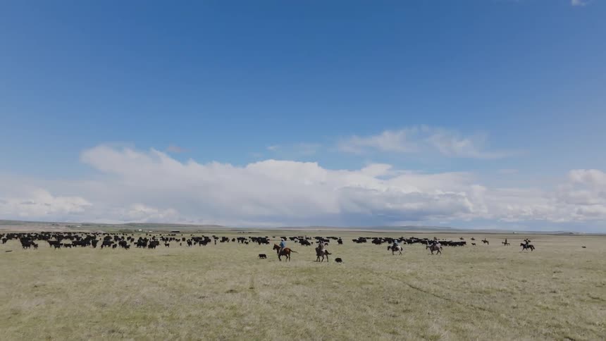 Cowboys herding a large group of cattle