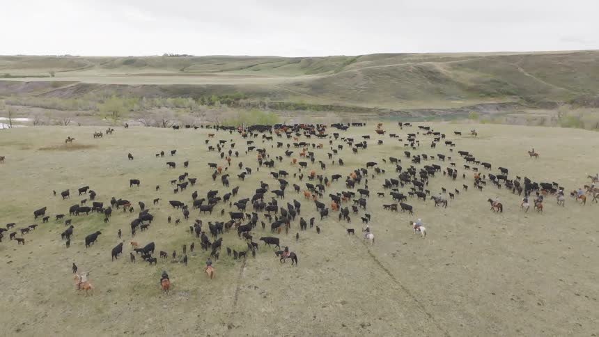 Aerial of ranchers on horses herding cattle on a large piece of land