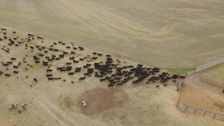 Group of riders herding cattle across dry field toward fenced area