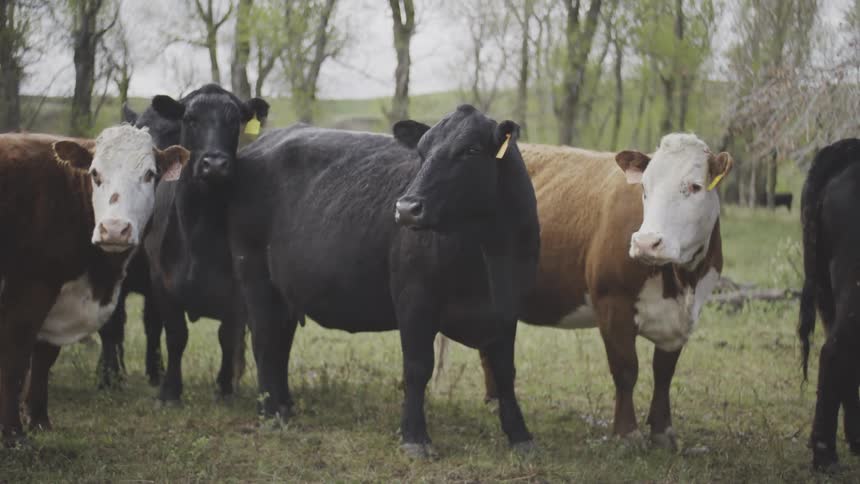 Cows graze peacefully among leafless trees in a rural field during early spring
