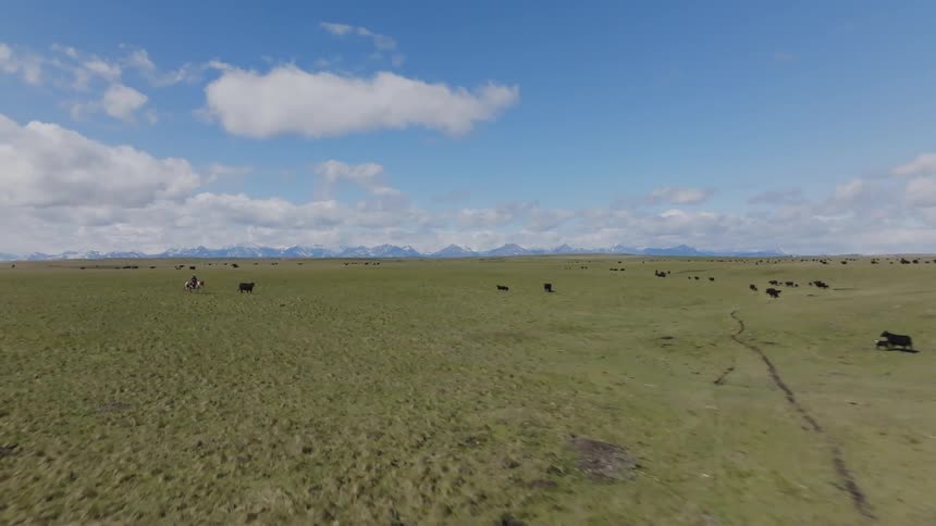 Rider herds a cow across a vast open field under a blue sky with clouds