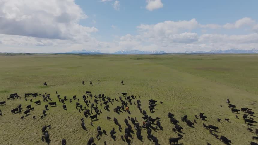 Herd of cattle spreads across a vast green plain under a partly cloudy sky
