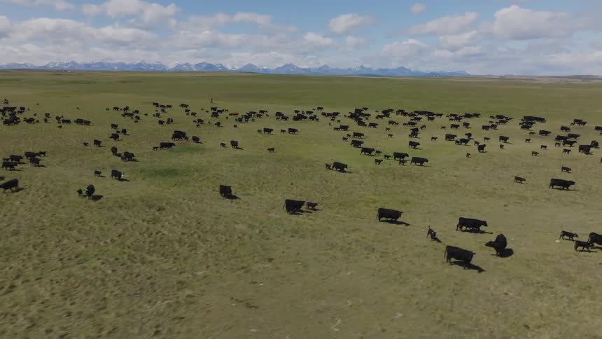 An aerial view shows two cowboys on brown horses herding a large group of black cattle across a vast green pasture with distant snowcapped mountains under a blue sky with white clouds