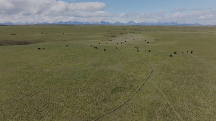 Cattle grazing in open field with rider on the left and snowcapped mountains in the background