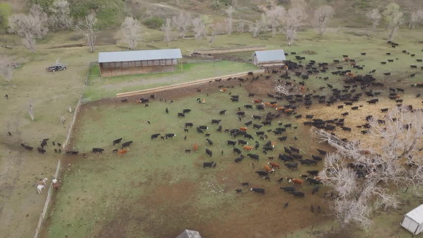 The cows walk together through the fence on the farm