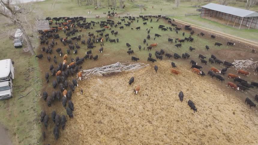 Aerial view shows farm with fenced pasture scattered cattle open barns and vehicles on dirt road