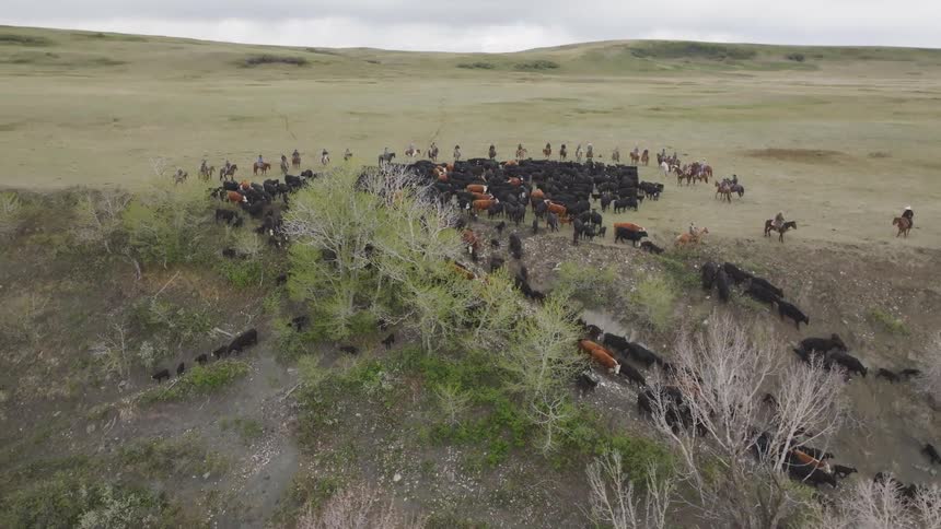 Cattle being herded by riders across grassy plain with hills in the background and sparse vegetation