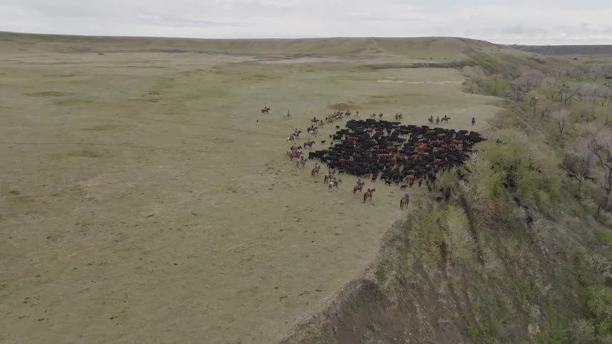 An aerial view shows several cowboys on horses holding a large huddled herd of black cattle near a steep hillside cliff overlooking a river valley under an overcast sky
