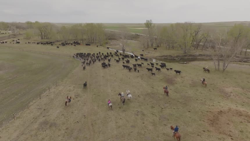 An aerial view shows several cowboys and cowgirls on horses herding a large group of black cattle across a dry grassy field towards a line of bare and budding trees and a small stream under an overcast sky