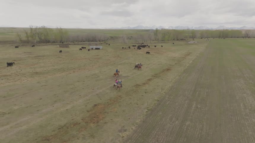 Riders crossing open field with cattle in the background and distant mountains under cloudy sky