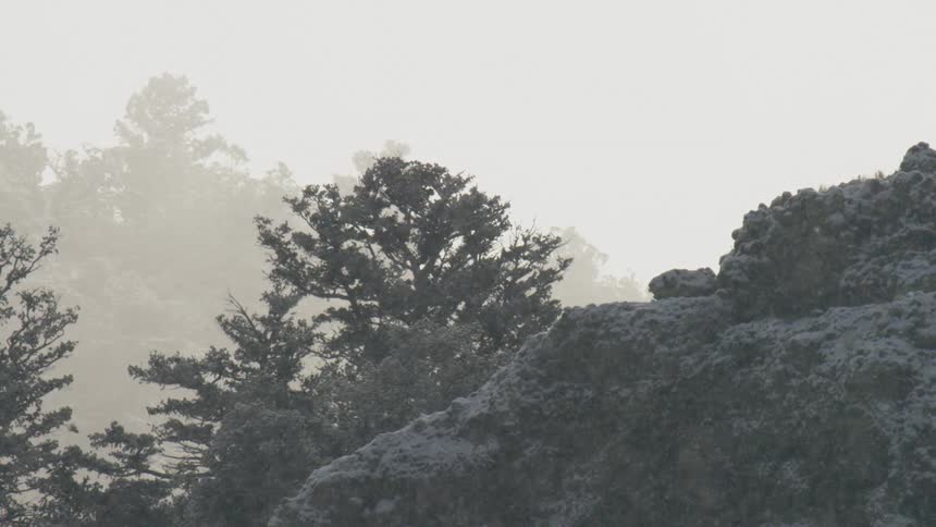 Snow is falling in the forest