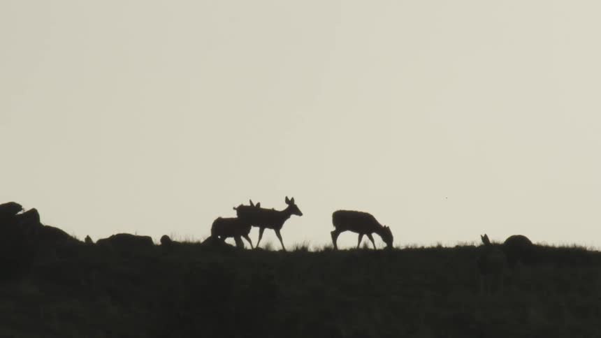 A silhouetted group of small deer is seen grazing and standing on the crest of a hill against a pale bright sky at dusk or dawn