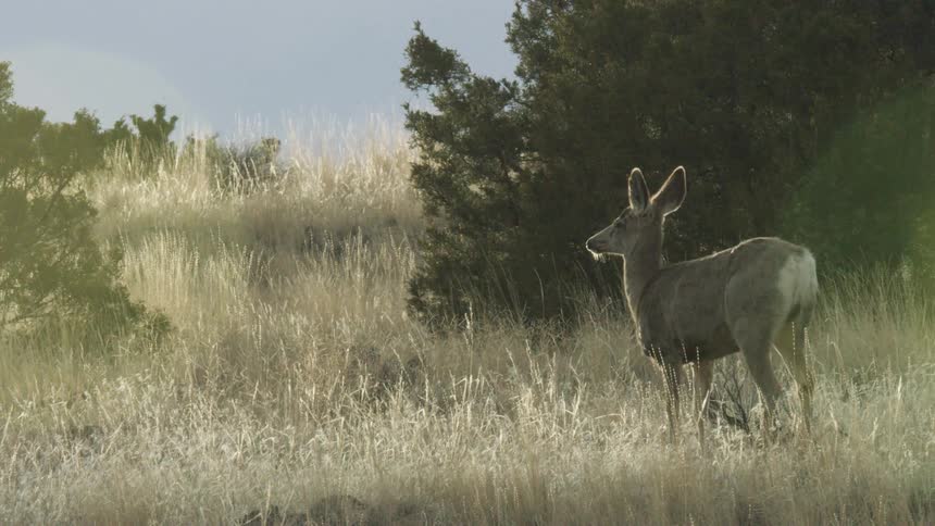 A brown mule deer stands among dry golden grass and dark green bushes on a hillside illuminated by backlighting from the sun
