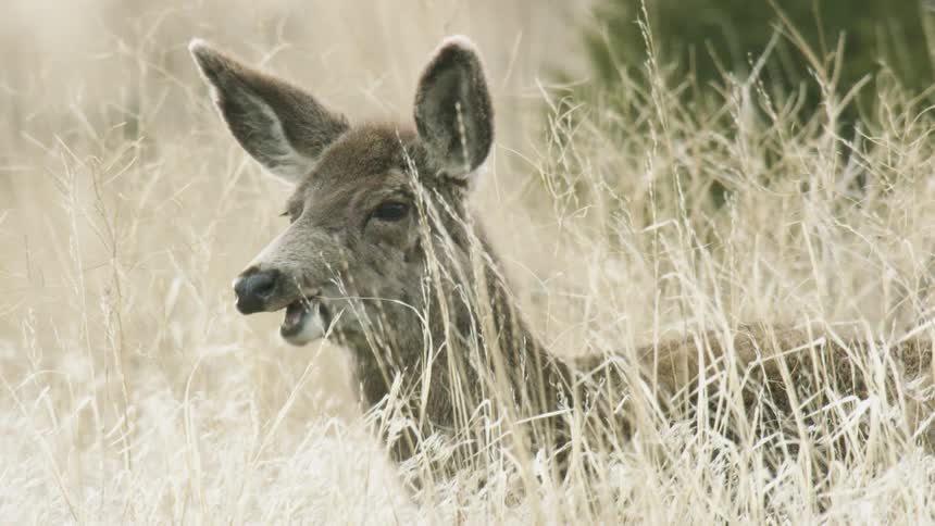 Deer rests among the dry vegetation with its mouth slightly open