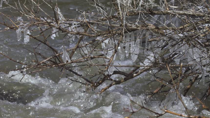 Icicles cling to leafless streamside branches as cold churning water splashes beneath