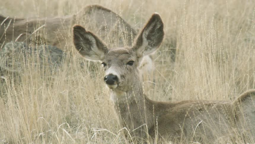 Two deer are lying in a grassy field and resting