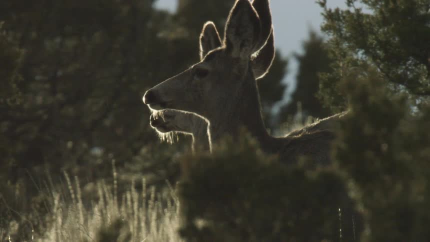 A couple of deer
