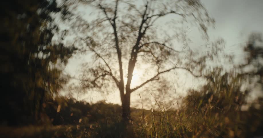 Solitary tree in the field illuminated by the soft light of the sunset