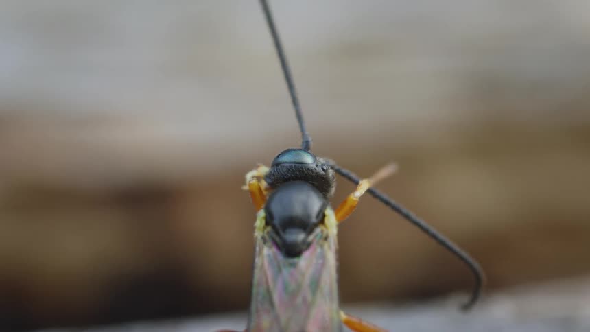Insect with long antennae is seen up close on a blurred surface