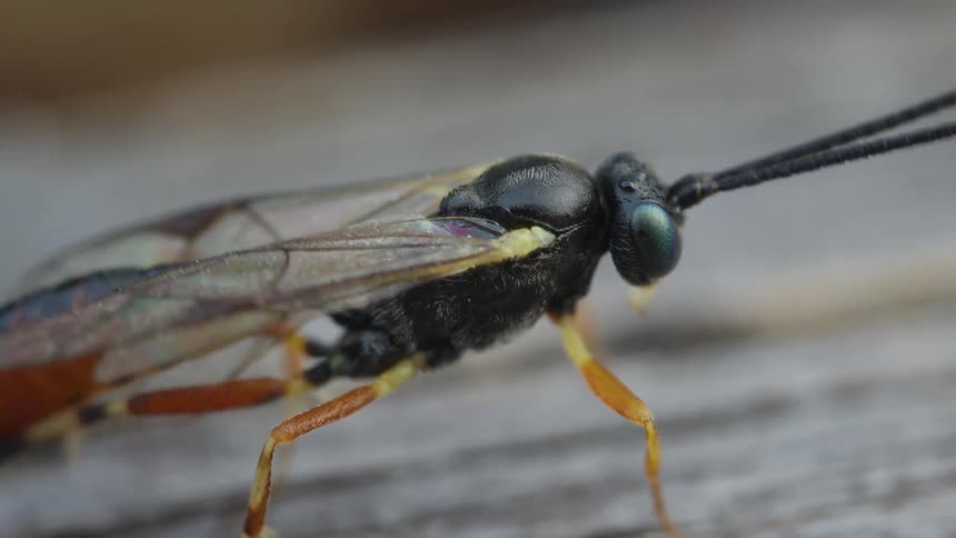 Extreme closeup view of a black and orange flying insect with translucent wings and long antennae resting on a gray wooden surface
