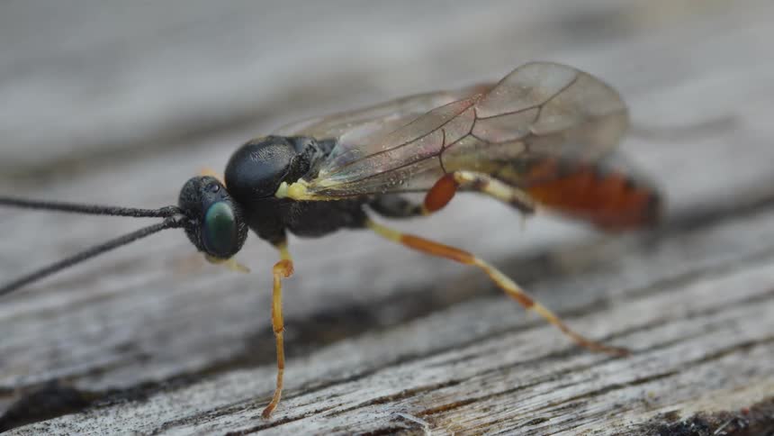 Closeup of a wasp cleaning wings and abdomen on gray wooden surface