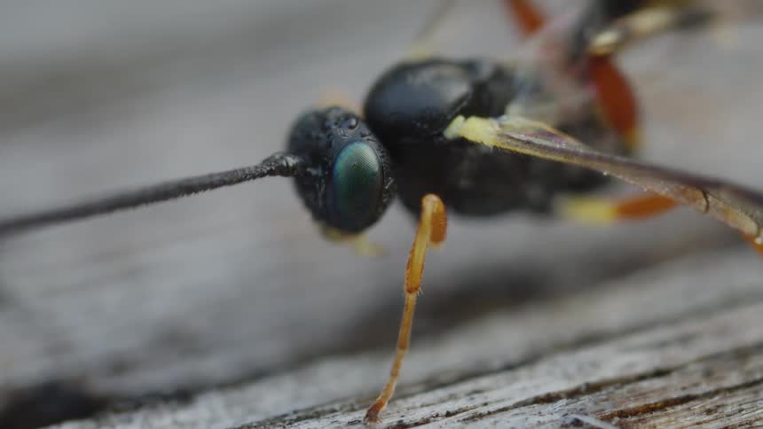 A wasp stands on a piece of wood while wiping its abdomen with its own legs
