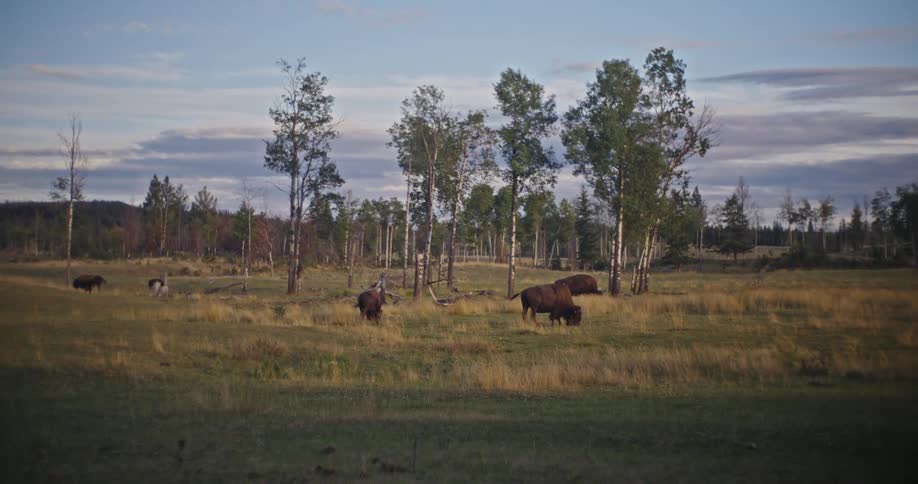 Herd of bison grazes in a grassy field under a partly cloudy sky