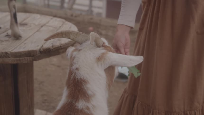 Goat being fed leaves by a person