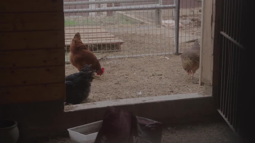 Chickens pecking in a fenced dirt area