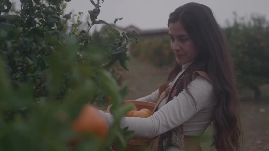 A woman with long hair picks oranges in a grove on an overcast day cradling a wooden basket against her hip as she reaches through leafy branches