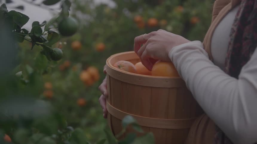 A persons hands pick an orange from a tree and place it into a wooden basket already filled with fruit