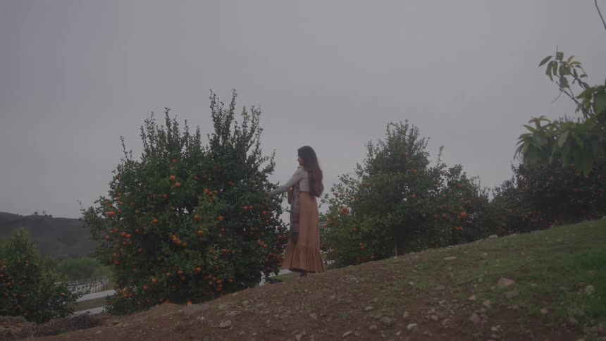 A woman stands on a hillside in an orange orchard and reaches out to pick fruit from a tree on a cloudy day