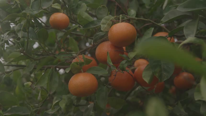 A close view shows bright orange tangerines hanging from the branches of a tree among dark green leaves with the fruit moving slightly on an overcast day