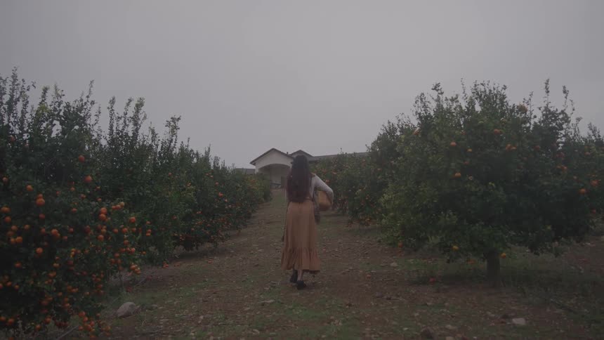 Woman farmer harvests tangerines with a basket among citrus trees