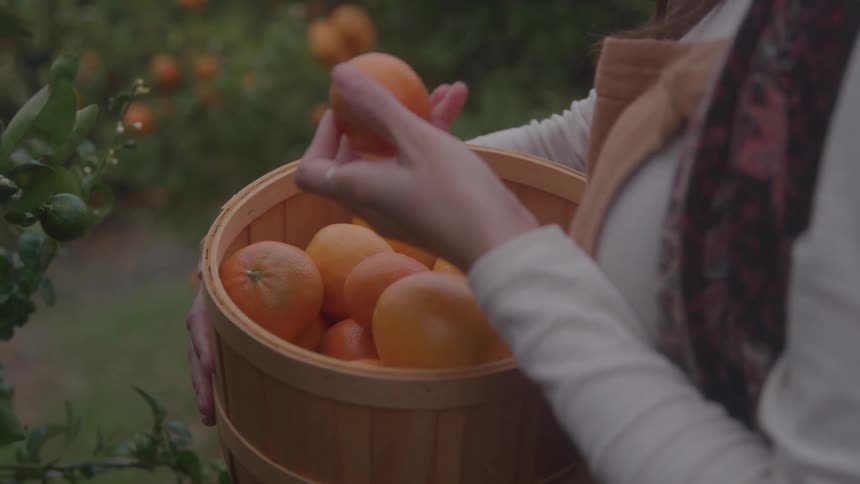 Person harvesting oranges and placing them in a wooden basket
