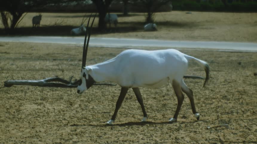 White antelope walking on arid ground
