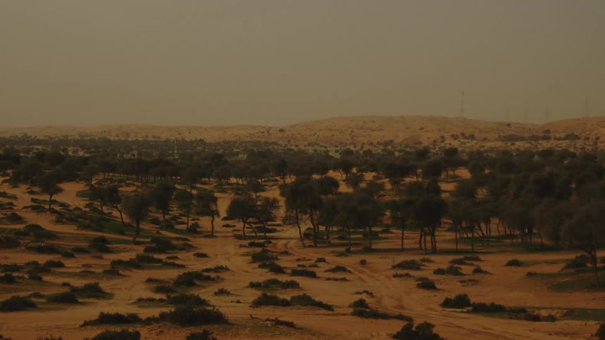 A wide static shot overlooks a desert forest of scattered trees and shrubs under a hazy dusty sky with sand dunes in the background
