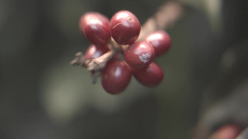 Ripe reddish coffee cherries on the branch