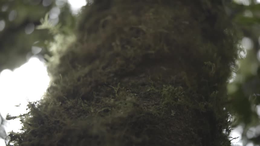 A tree in the forest at midday its trunk completely covered with grasses from the base to the top