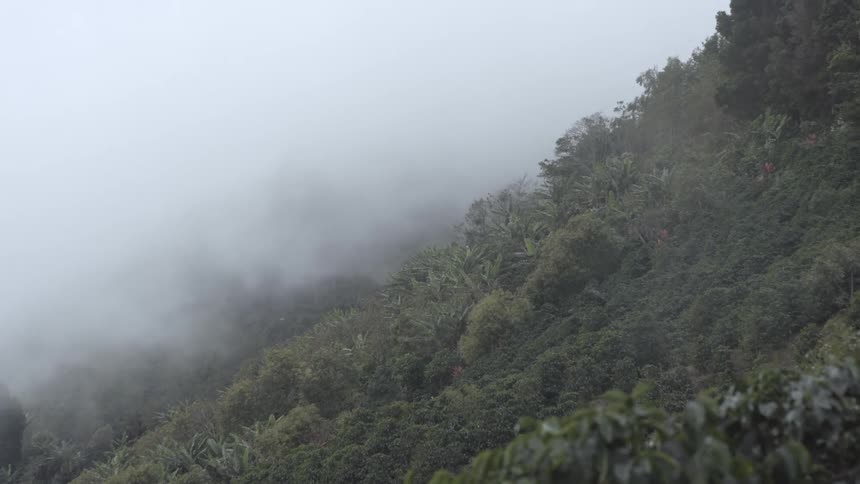 A densely vegetated downwardsloping hillside with the left half of the frame obscured by a mass of white fog