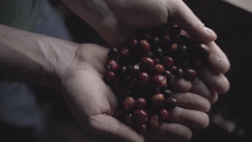 Cupped hands cradle a mound of dark red coffee cherries their skins glossy in the soft moody light