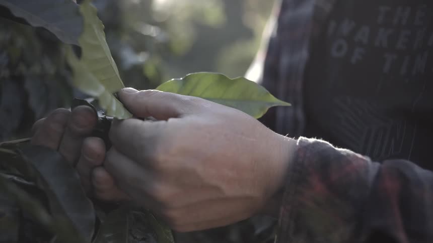 Hands gently touch the leaves of a plant under the soft sunlight